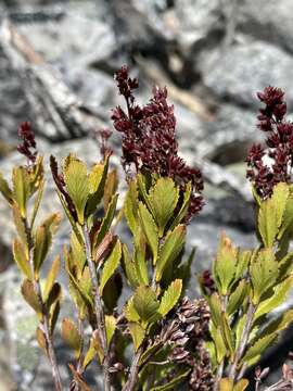 Image of Tetracarpaea tasmanica Hook. fil.