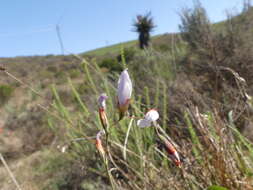 Image of Geissorhiza juncea (Link) A. Dietr.