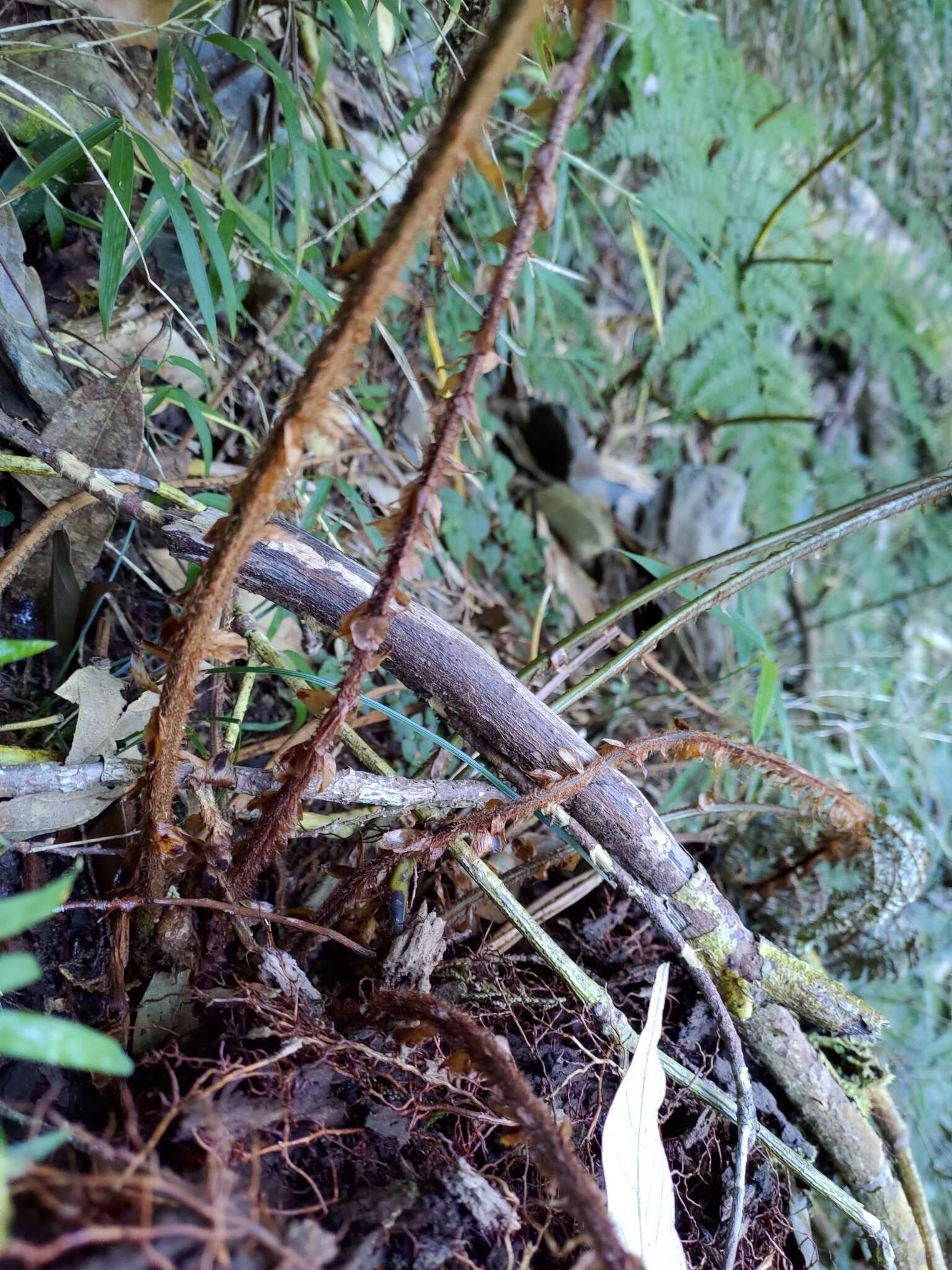 Polystichum mucronifolium (Bl.) Nayar & Kaur resmi