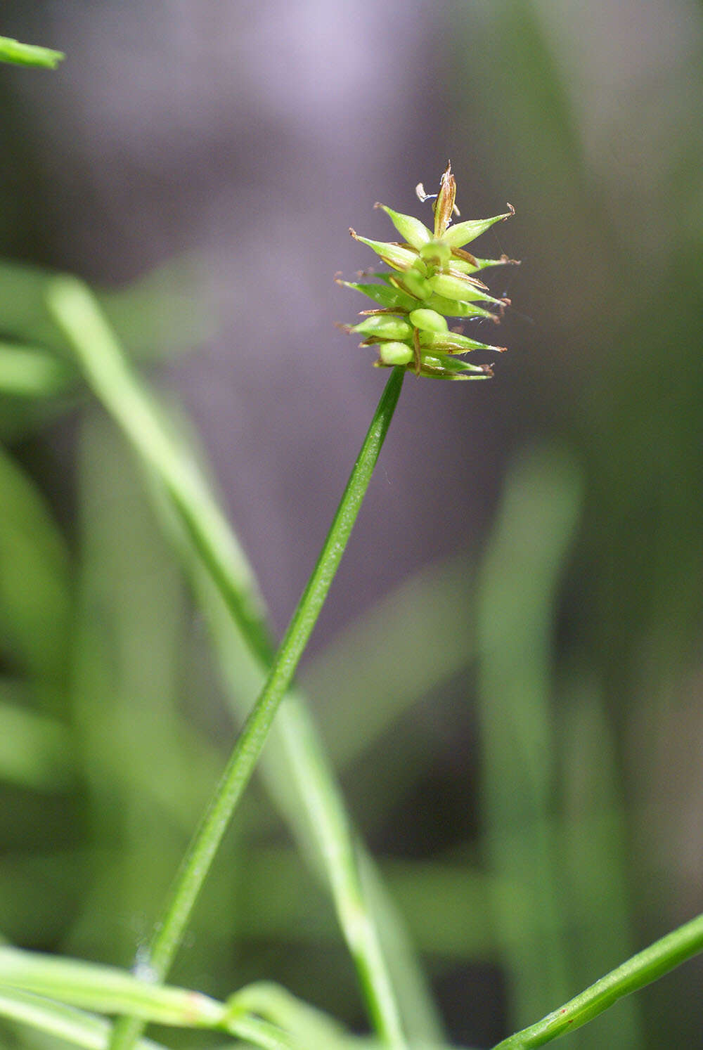 Image de Carex uda Maxim.