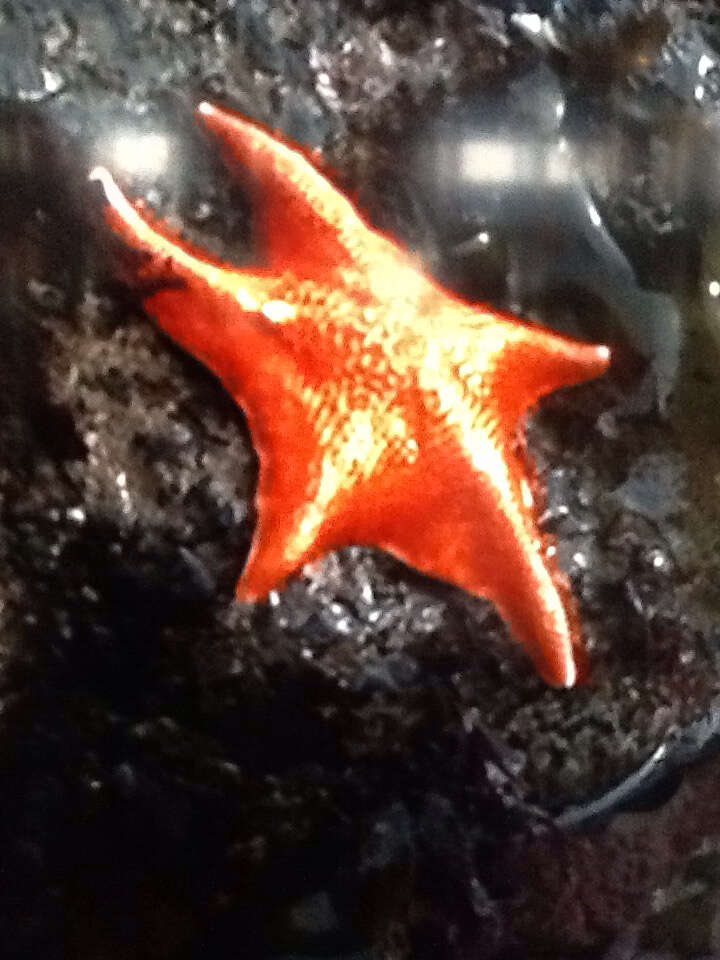 Image of Bat star