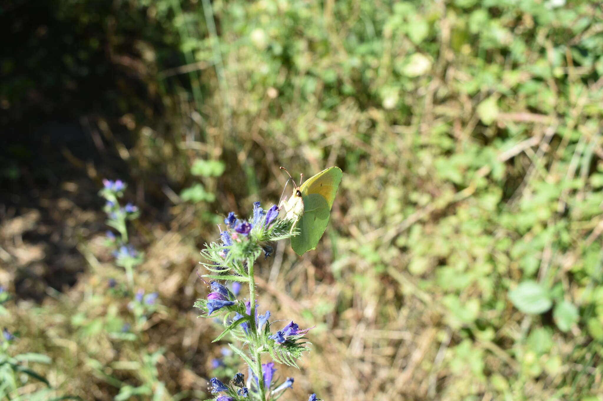 Image of Cleopatra Butterfly