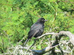 Image of Variable Oriole