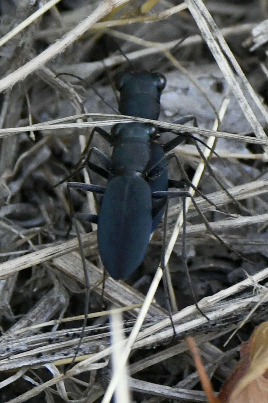 Imagem de Dromochorus pruininus Casey 1897