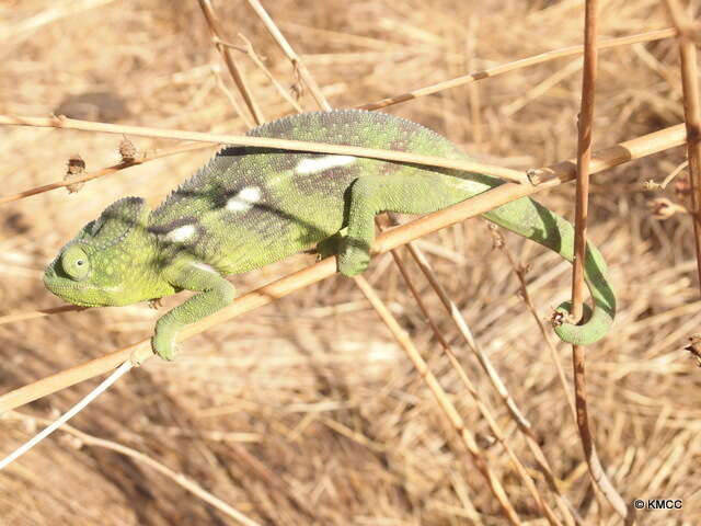 Plancia ëd Furcifer oustaleti (Mocquard 1894)