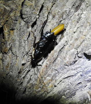 Image of Pennsylvania Wood Cockroach