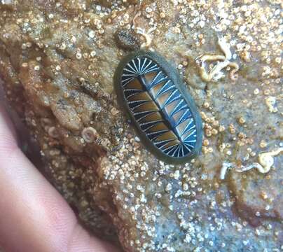 Image de Chiton albolineatus Broderip & G. B. Sowerby I 1829