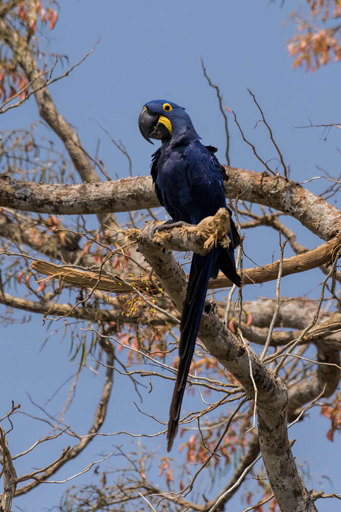 Image de Anodorhynchus Spix 1824