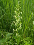 Platanthera lacera (Michx.) G. Don resmi