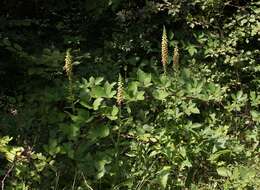 Imagem de Digitalis ferruginea subsp. schischkinii (Ivan.) Werner