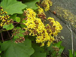 Image of velvet groundsel