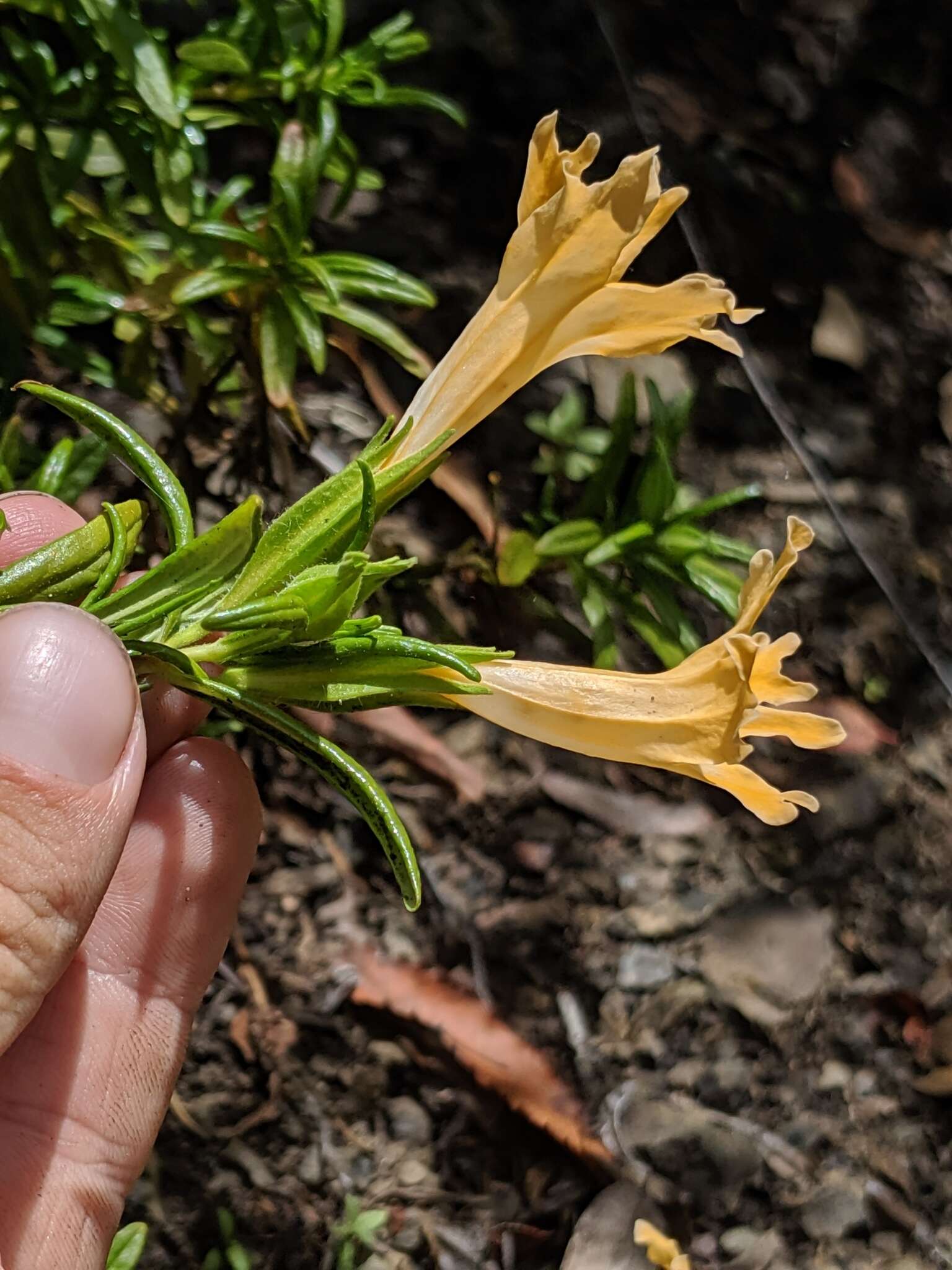 Image of Santa Lucia Mountain bush monkeyflower