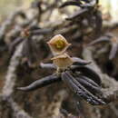 صورة Euphorbia cylindrifolia Marn.-Lap. & Rauh