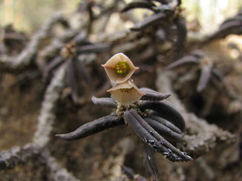 Euphorbia cylindrifolia Marn.-Lap. & Rauh resmi