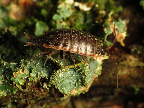 Image of Philoscia Latreille 1804