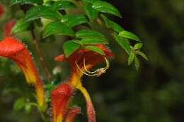 Image of Columnea microcalyx Hanst.