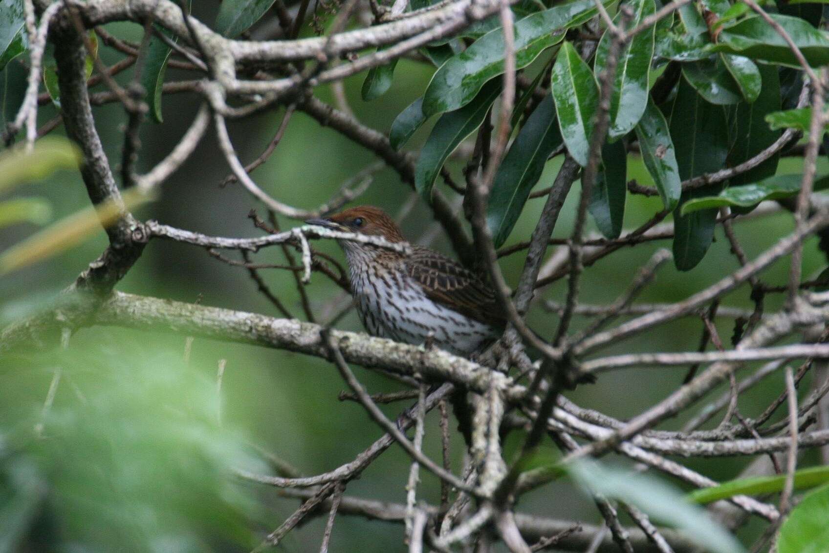 Cinnyricinclus leucogaster verreauxi (Finsch & Hartlaub 1870)的圖片