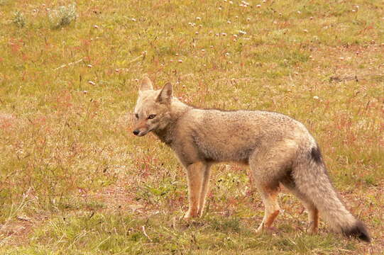 Image of Argentine Gray Fox