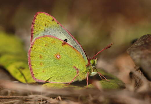 Image of <i>Colias nilagiriensis</i>