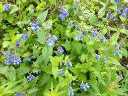 Image of tall bluebells