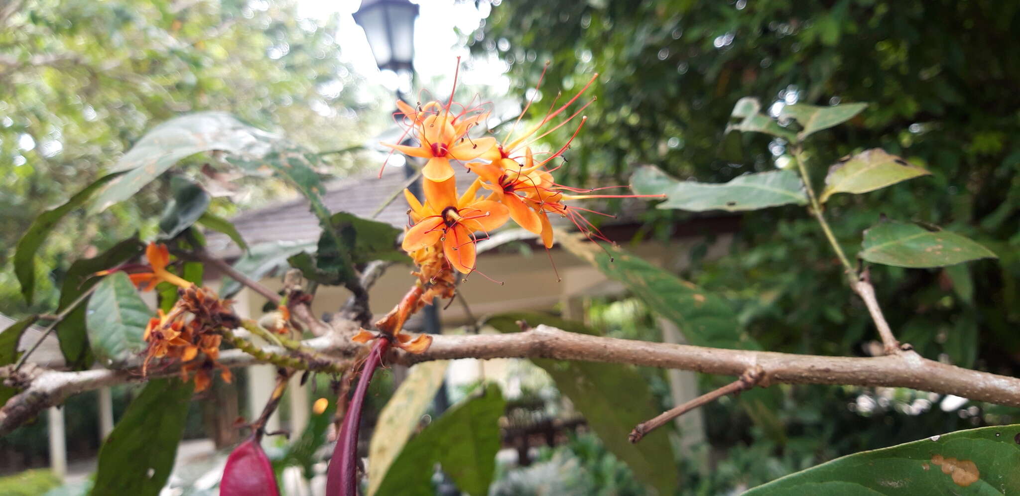 Image of Saraca indica L.