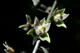 Image of Epipactis condensata Boiss. ex D. P. Young