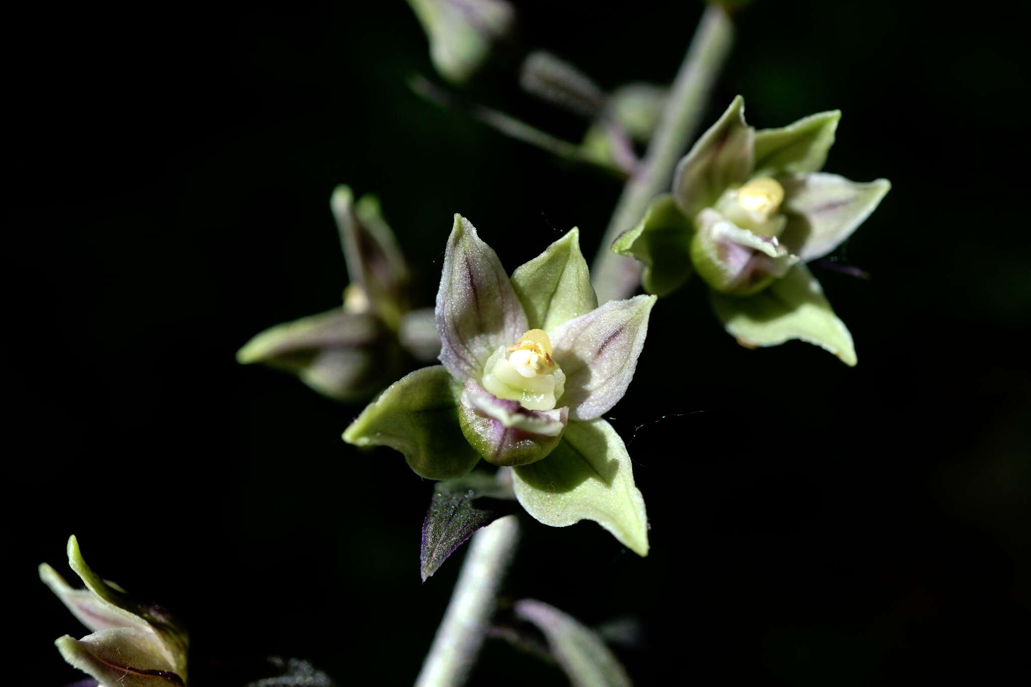 Image of Epipactis condensata Boiss. ex D. P. Young