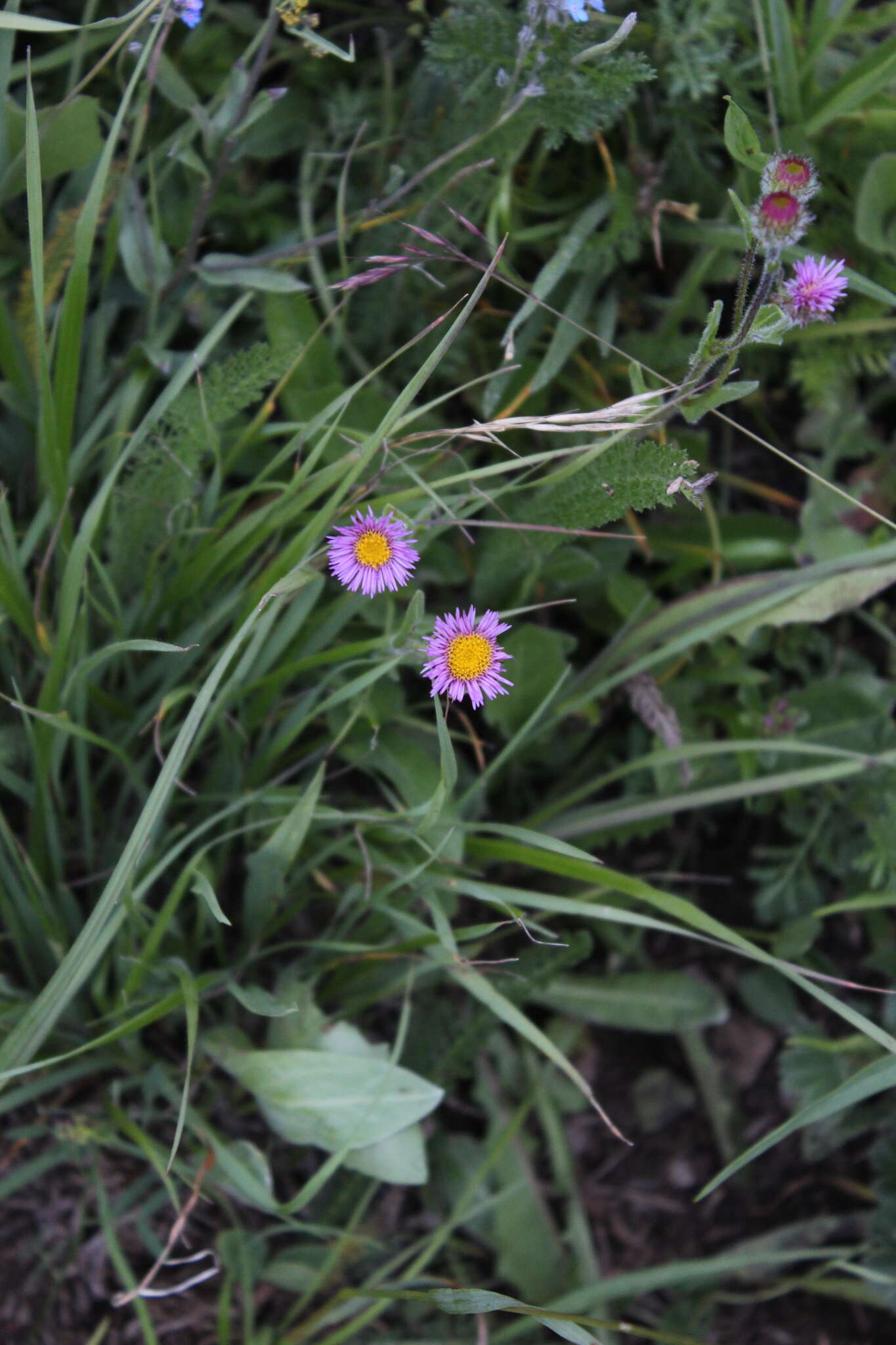 Image de Erigeron caucasicus Stev.