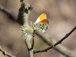 Image of orange tip