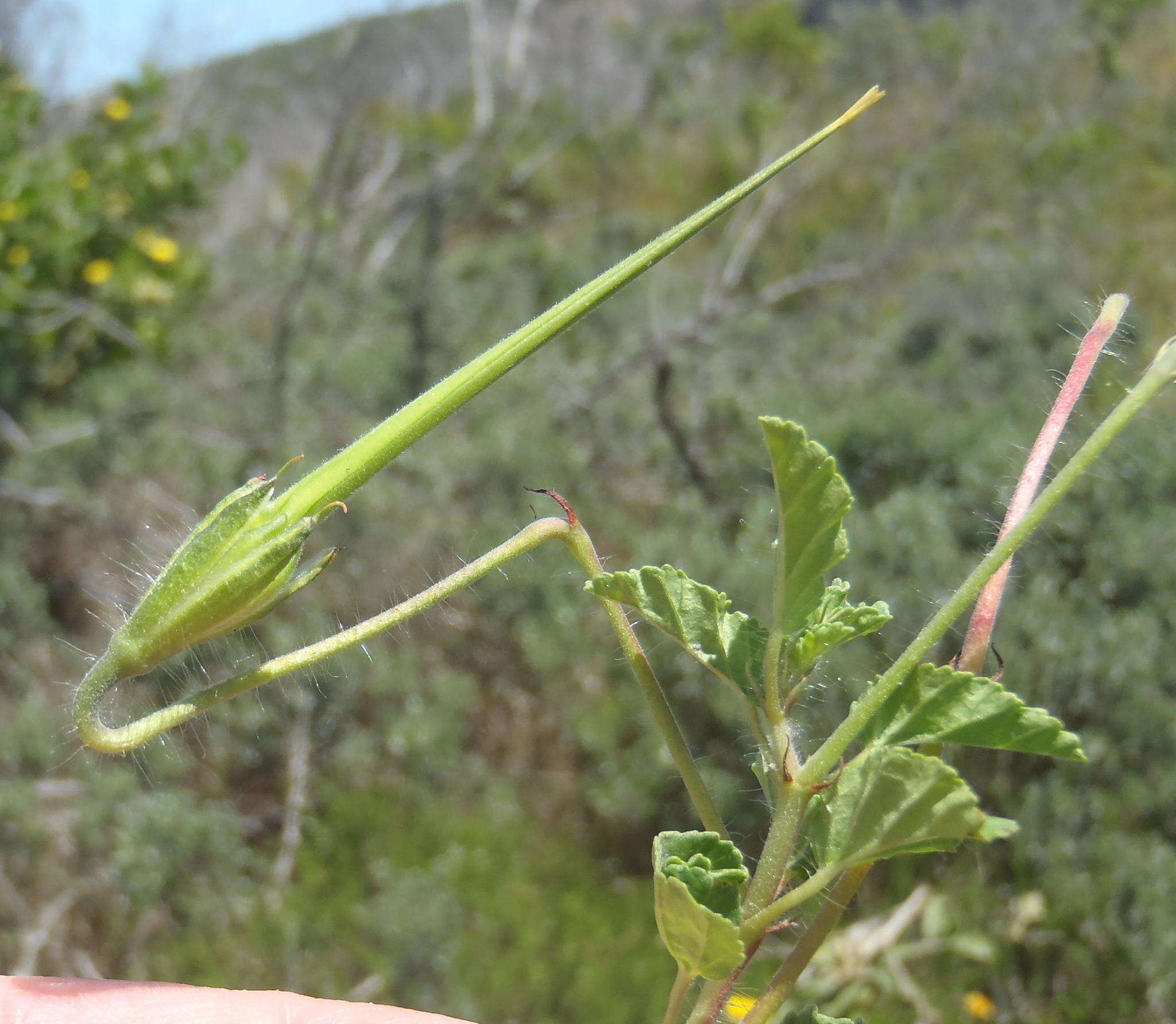 Image of Monsonia emarginata L'Her.