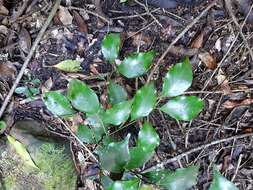 Image of Cryptocarya myrtifolia Stapf