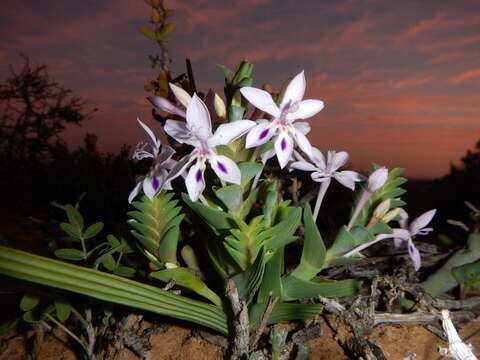 Image of Lapeirousia pyramidalis subsp. pyramidalis