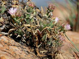 Imagem de Delosperma gautengense H. E. K. Hartmann