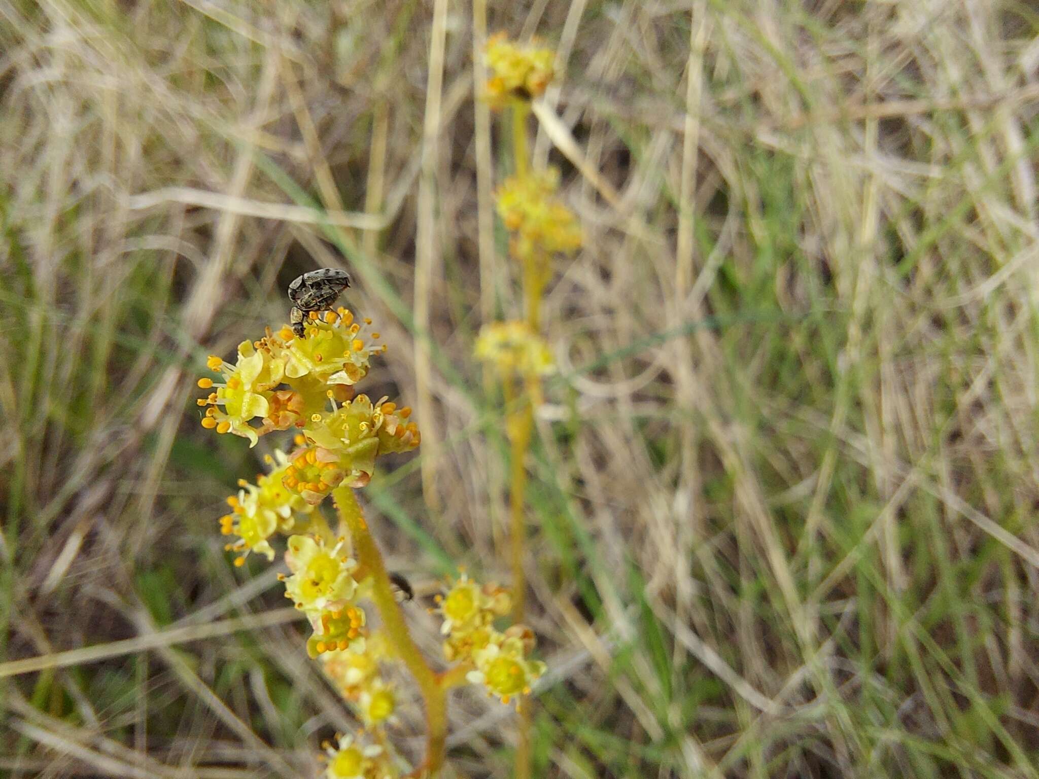 Plancia ëd Micranthes nidifica (Greene) Small