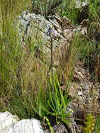 Слика од Agapanthus africanus (L.) Hoffmanns.