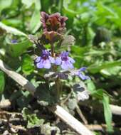 Image of Glechoma hederacea L.