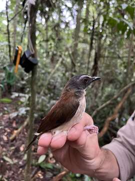 Image of Brown-chested Alethe