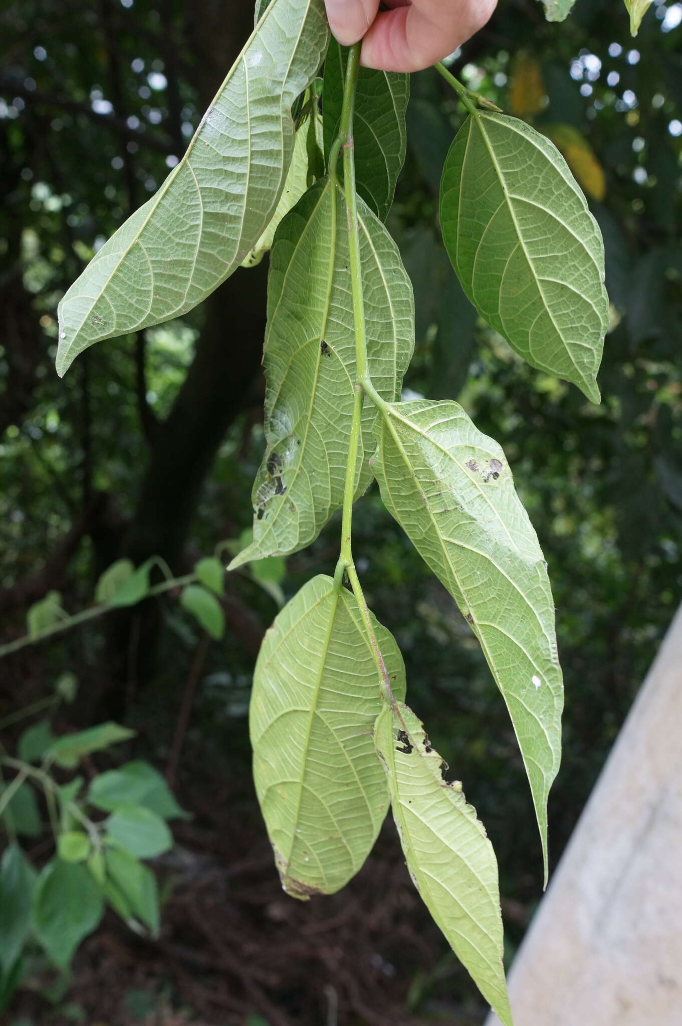 Image of Ficus ampelas Burm. fil.