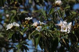 Image de Cordia boissieri A. DC.