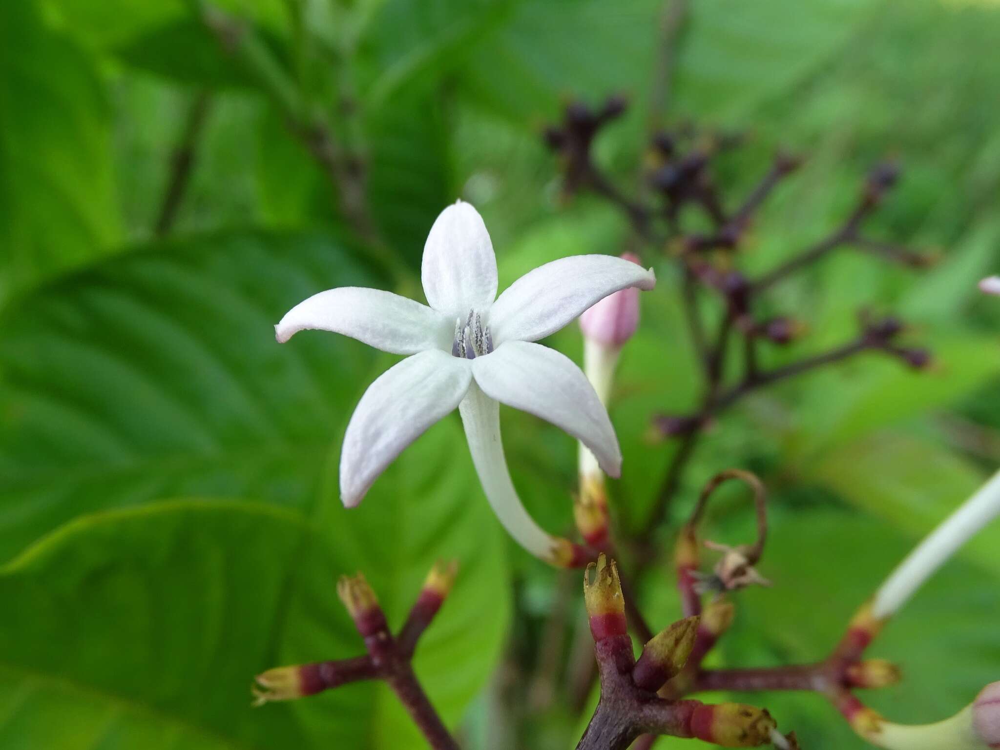 صورة Palicourea domingensis (Jacq.) DC.