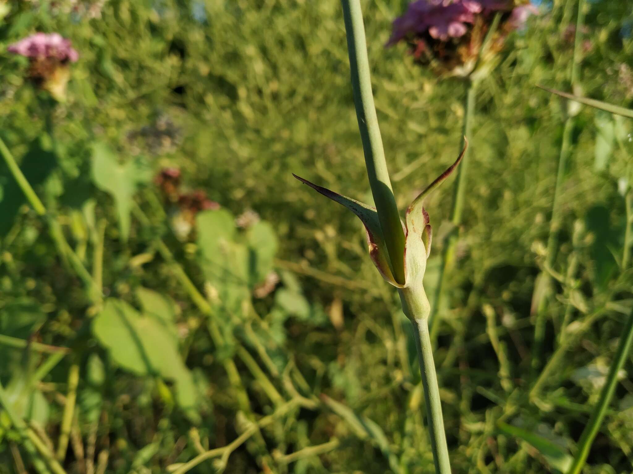 صورة Dianthus capitatus subsp. andrzejowskianus Zapal.