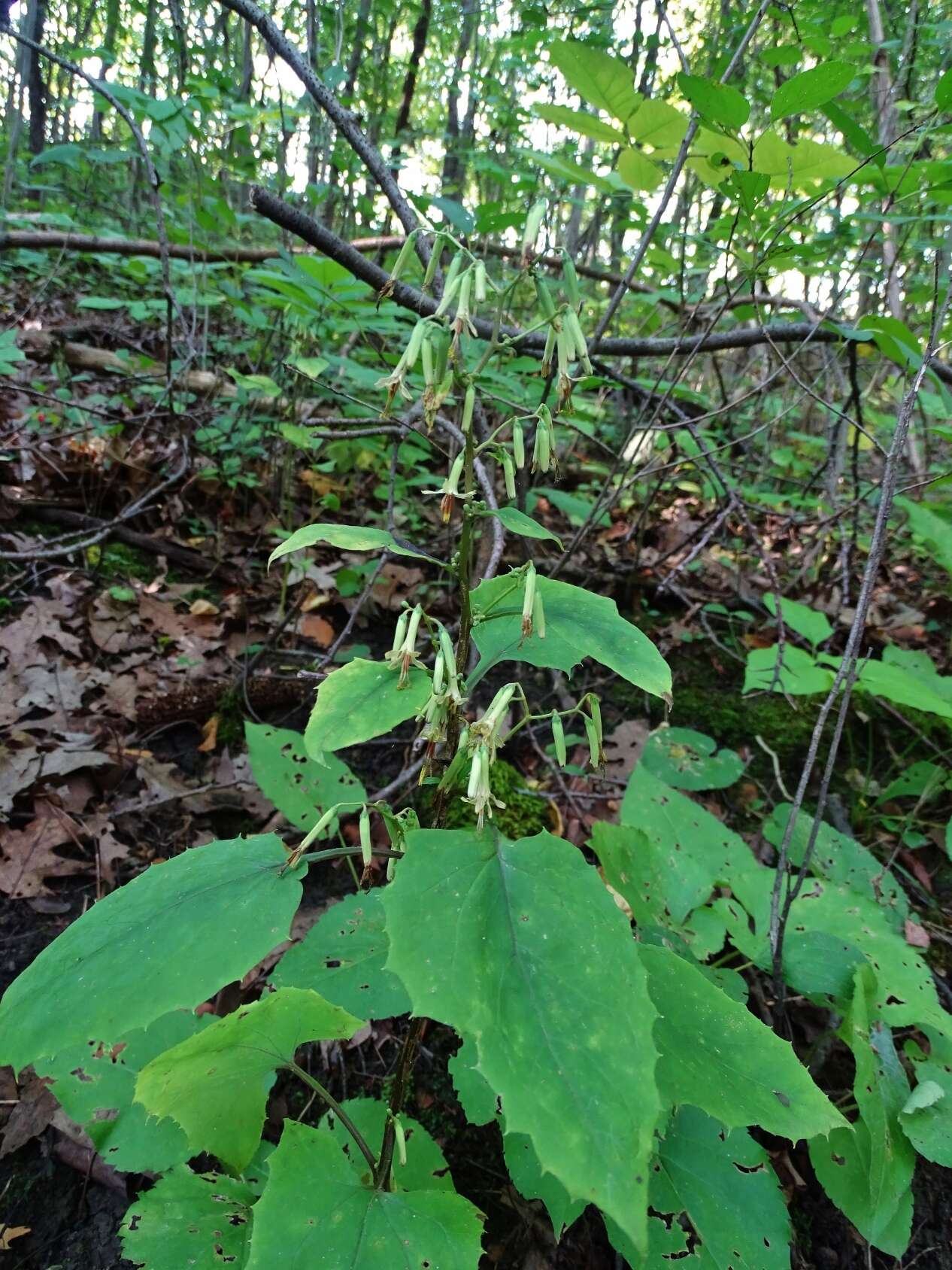 Image of Tall Rattlesnake-Root