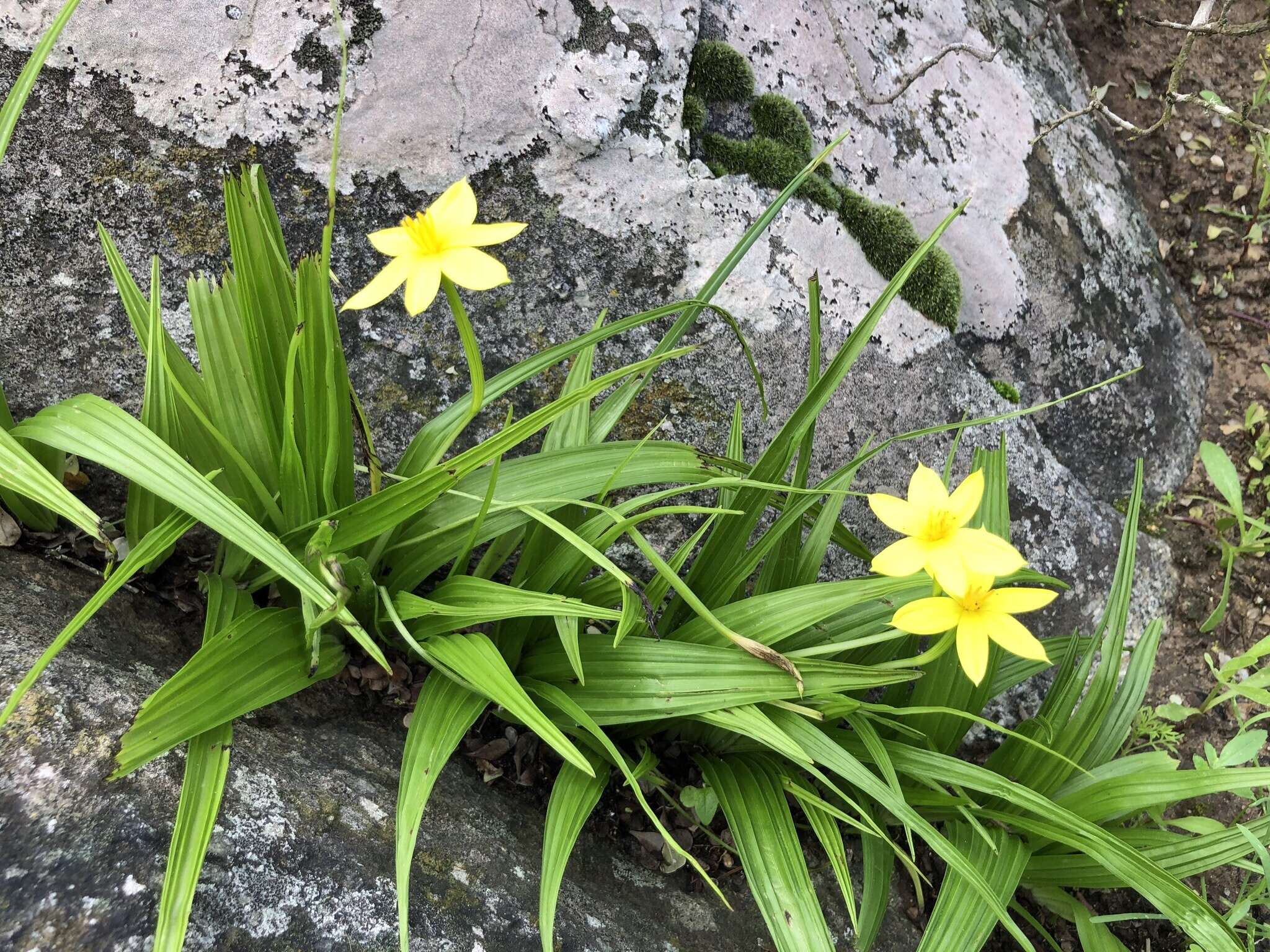 Image of Empodium veratrifolium (Willd.) M. F. Thomps.