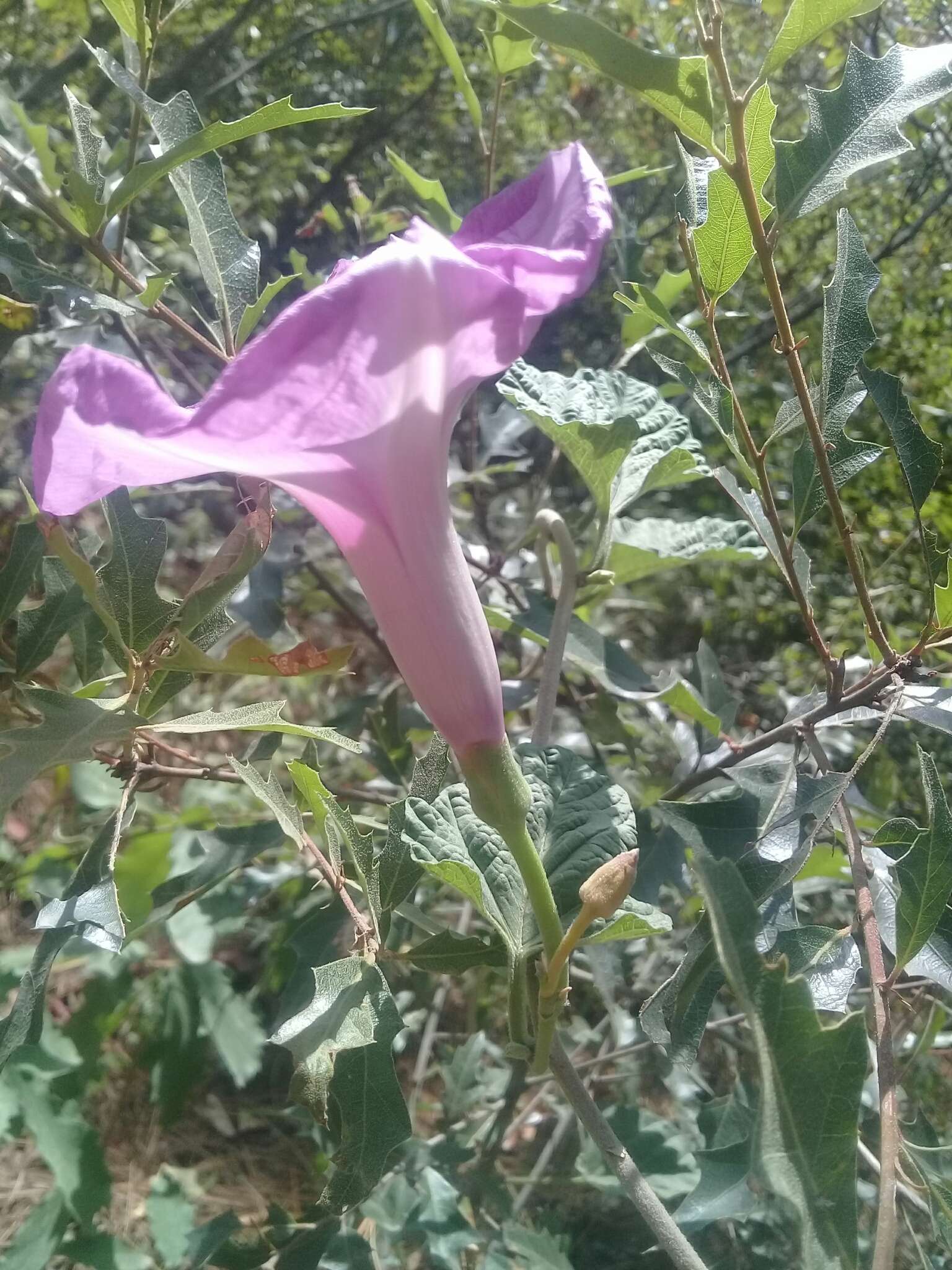 Sivun Ipomoea jalapa (L.) Coxe kuva