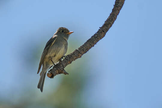 Empidonax affinis (Swainson 1827)的圖片