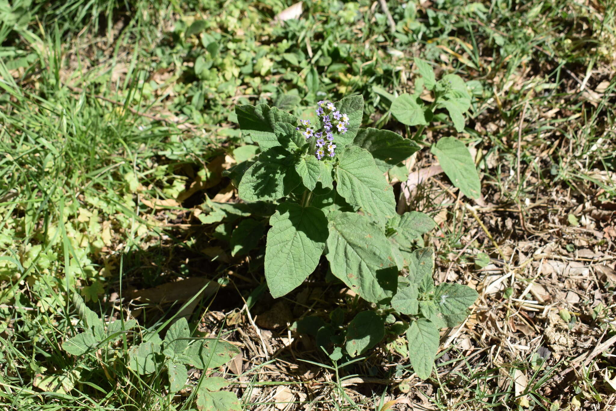 Sivun Heliotropium leiocarpum Morong kuva