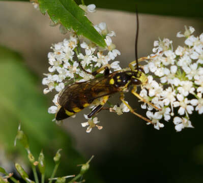 Sivun Ichneumon annulatorius Fabricius 1775 kuva