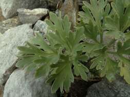 Слика од Ranunculus buchananii Hook. fil.