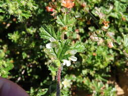 Image of Anisodontea biflora (Desr.) D. M. Bates