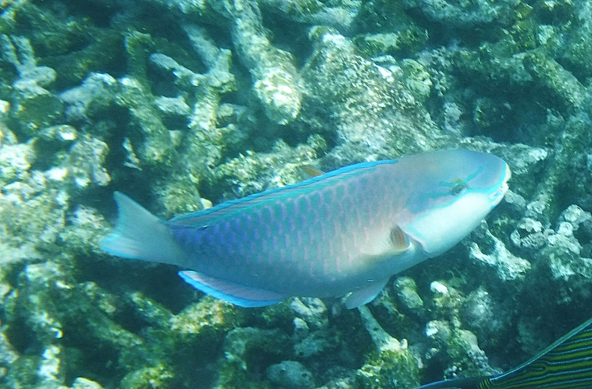 Image of Pink-margined Parrotfish